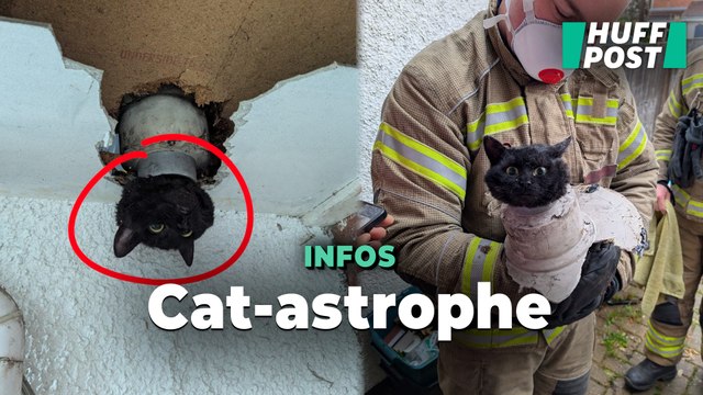 Le sauvetage très mignon de cette chatte coincée dans un tuyau d’évacuation en Angleterre