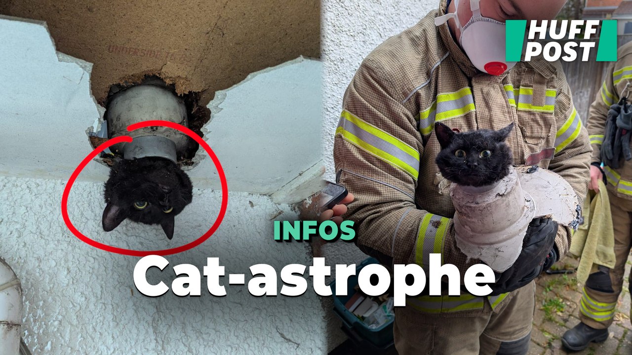 Le sauvetage très mignon de cette chatte coincée dans un tuyau d’évacuation en Angleterre