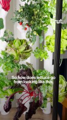 The hidden difference between store-bought and homegrown lettuce