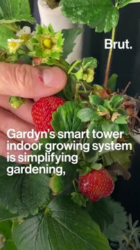 Tackling mental health with Gardyn's urban gardening