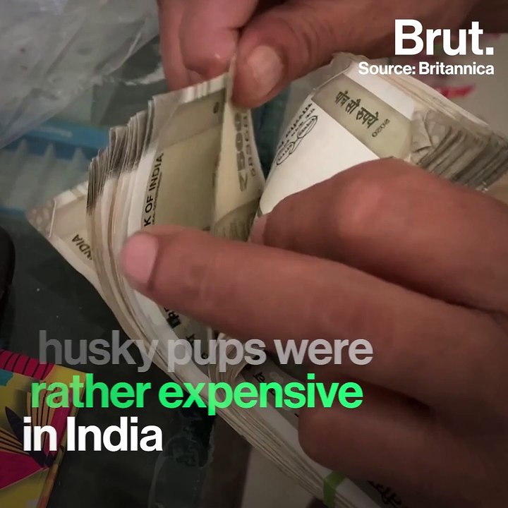 Should You Keep A Pet Husky In India?