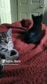 😺❤️ Gatitos de Bombay y Pernanca_ Amor, Juegos y Relajación Felina 🐾✨ #Shorts