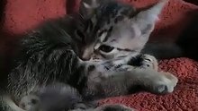 🐾😻 Gatitos de Bombay y Pernanca_ Juegos, Descanso y Momentos Felices en Familia 💖✨ #Shorts