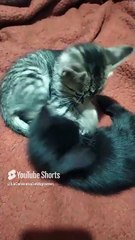 😺✨ Familia Felina_ Gatitos de Bombay y Pernanca en Su Día de Juegos y Descanso ❤️🐾 #Shorts