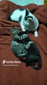 😻🐾 Gatitos de Bombay y Pernanca_ Amor, Juegos y Momentos Felices en Familia 💕✨ #Shorts