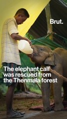 Special breakfast for tuskers at Tamil Nadu shelter