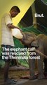 Special breakfast for tuskers at Tamil Nadu shelter
