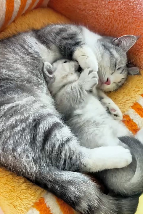 Cute animals  #funnyvideos #catvideos #FunnyCats #cats #funnyanimals #animals