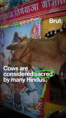 The cow that launched a restaurant