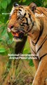 Meet the world's first virtual safari guide