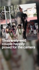 Furious elephant photobombs wedding photoshoot