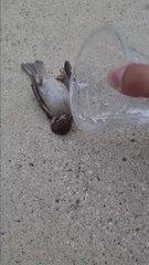 Un gorrión está a punto de morir y este pequeño gesto de una persona le salva la vida