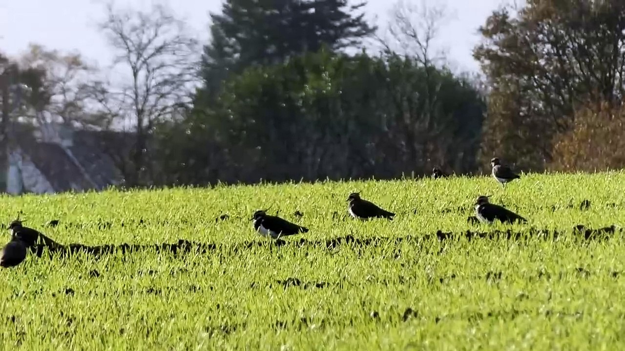 vanneau huppé filmé en bretagne