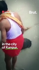 Ferocious pitbull attacks cow