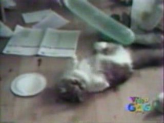 Vidéo animaux - chat con