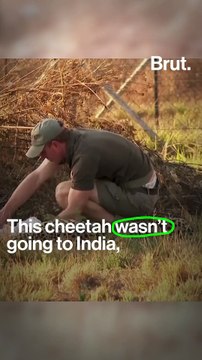 The South African cheetahs coming to India