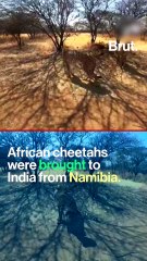 India was known for its cheetahs until…