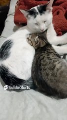 🐱💖 Gatitos de Bombay y Pernanca_ Felicidad y Diversión en Familia 🐾✨ #Shorts