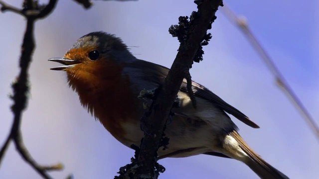 Monitoreo del canto de aves