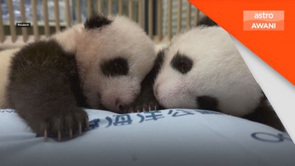 'Kakak' dan 'adik' sihat...sambut kelahiran 100 hari