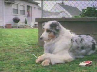 Vidéo animaux - chien fume