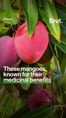 The story of the world's most expensive mango