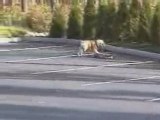 Vidéo animaux - chien roller
