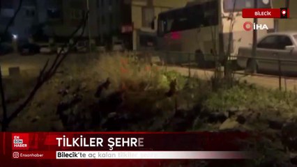 Bilecik'te aç kalan tilkiler şehre indi