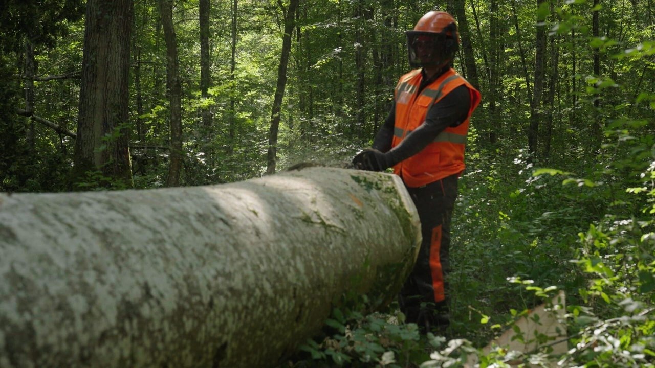 Bûcheron : un métier à hauts risques