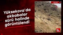 Yüksekova’da akbabalar sürü halinde görüntülendi