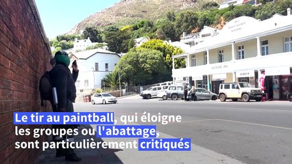 Afrique du Sud: la gestion délicate des babouins envahissants au Cap