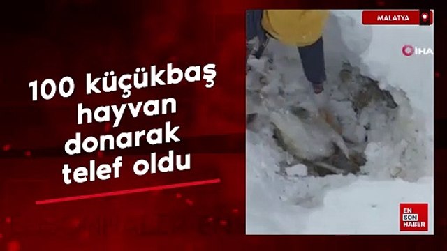 Malatya'da yaklaşık 100 küçükbaş donarak hayvan telef oldu