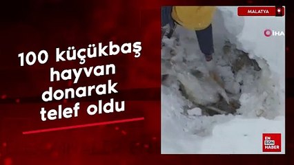 Malatya'da yaklaşık 100 küçükbaş donarak hayvan telef oldu