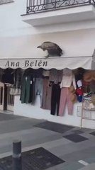 Un peligroso animal desciende en este pueblo de España y desata el caos hasta que viene la policía al rescate
