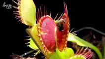 Find Out How Venus Fly Traps Actually Catch and Trap Their Prey!