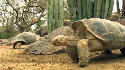 Scratches Are Loved By Everyone! Including This Massive Tortoise