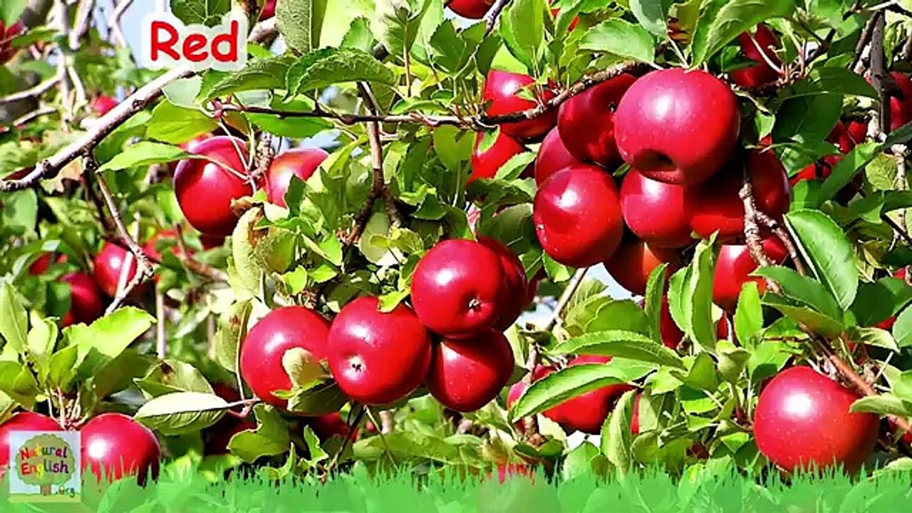 The Colors Song ~ Learn the Colors / Colours ~ LEARN ENGLISH with Natural English ~ LEARN VOCABULARY