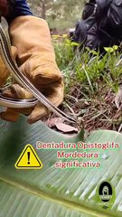 CULEBRA MANSA Y EDUCADA.