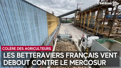 Agriculteurs en colère : les betteraviers français vent debout contre le Mercosur