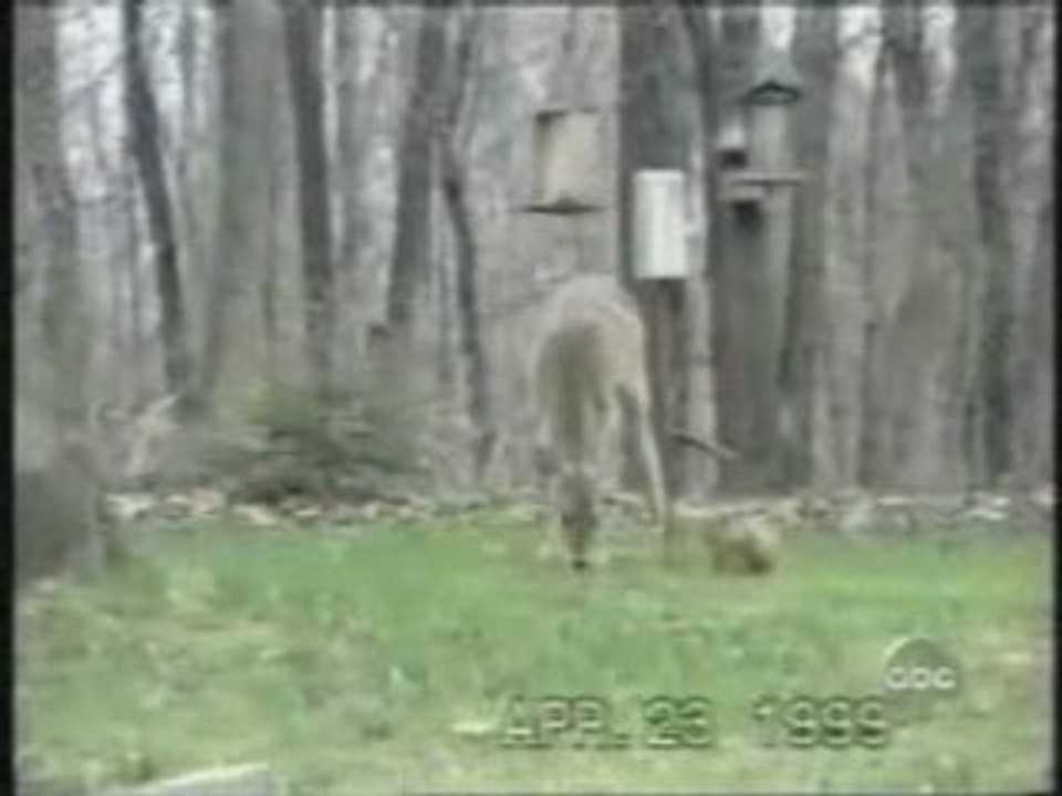 Vidéo animaux- écureuil
