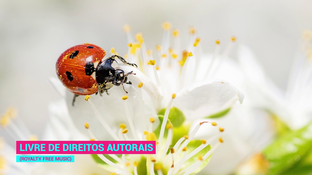 ✅Música instrumental para relaxar e reduz ansiedade- Limpeza para cura e boas energias