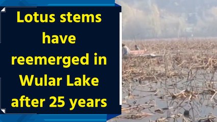 Lotus stems have reemerged in Wular Lake after 25 years in J&K