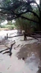 San Carlos, también se vio afectada por la tormenta