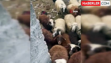 Sarıkamış'ta maskeli hırsızlar tarafından çalınan hayvanlar bulundu