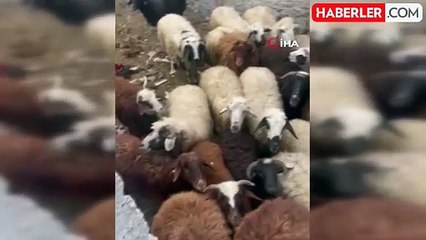 Sarıkamış'ta maskeli hırsızlar tarafından çalınan hayvanlar bulundu
