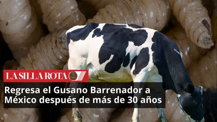 Regresa el Gusano Barrenador a México después de más de 30 años