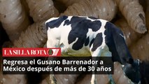 Regresa el Gusano Barrenador a México después de más de 30 años