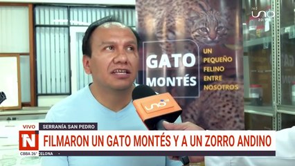 Filman a gato montés y zorro andino