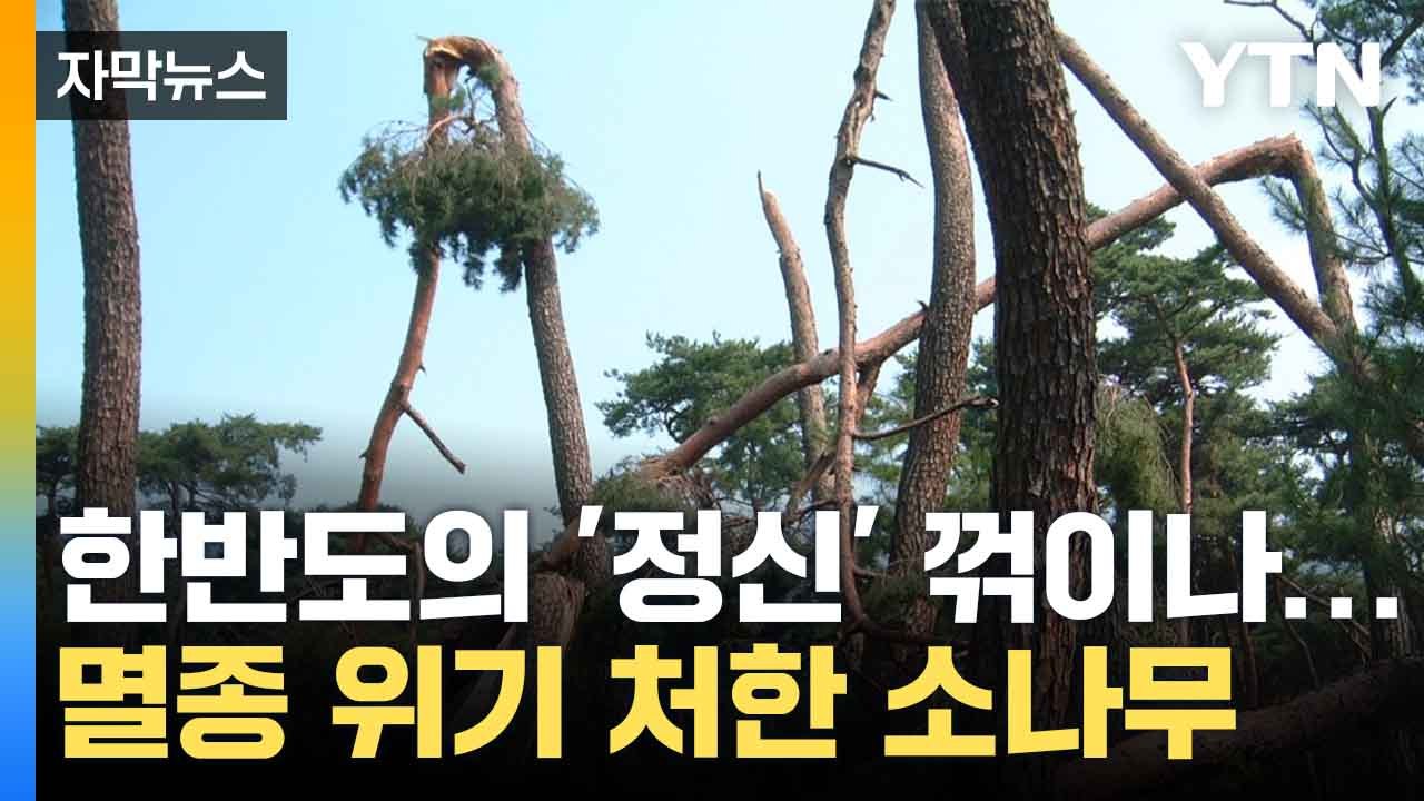 [자막뉴스] 한반도 덮친 이상 현상...고사 위기 처한 소나무 / YTN