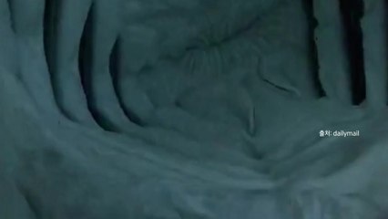 [나우쇼츠] 스마트폰 '꿀꺽'...상어의 입안에는? / YTN